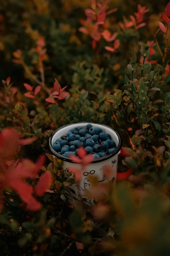 berries 1